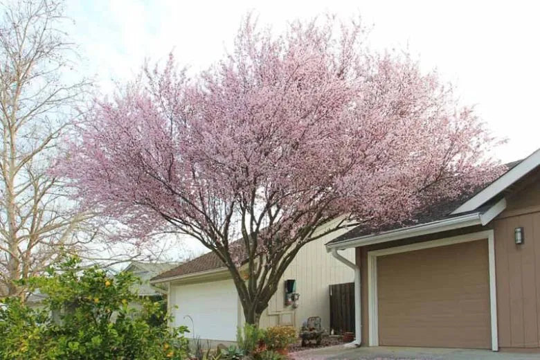 Prunus Cerasifera Kv - View 20 from www redcrocus com