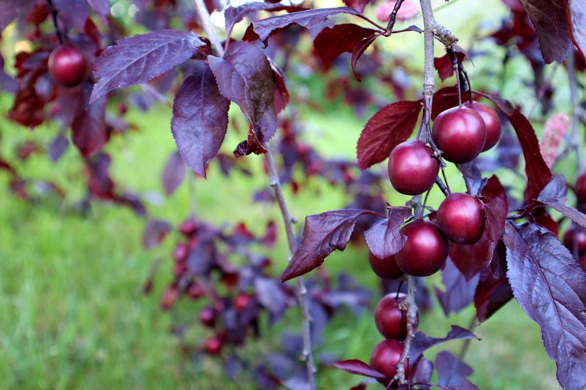 Prunus Cerasifera Kv - View 4 from www redcrocus com