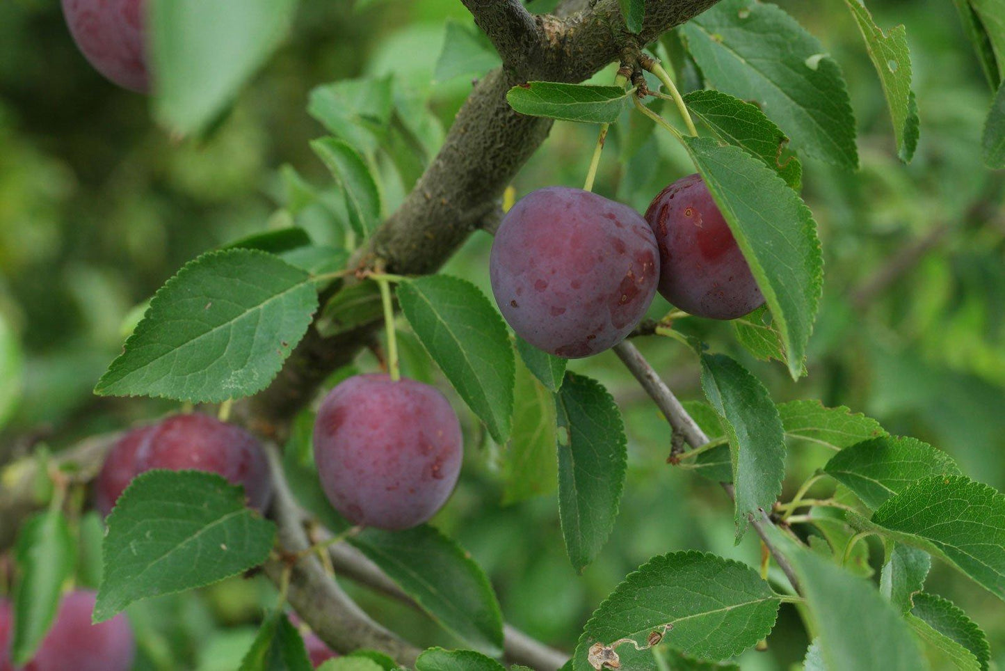 Prunus Cerasifera Kv - View 5 from www redcrocus com