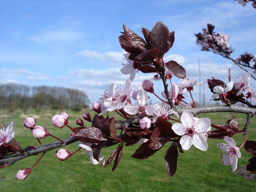 Prunus Cerasifera Kv - View 6 from www redcrocus com