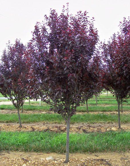 Prunus Cerasifera Kv - View 8 from www redcrocus com