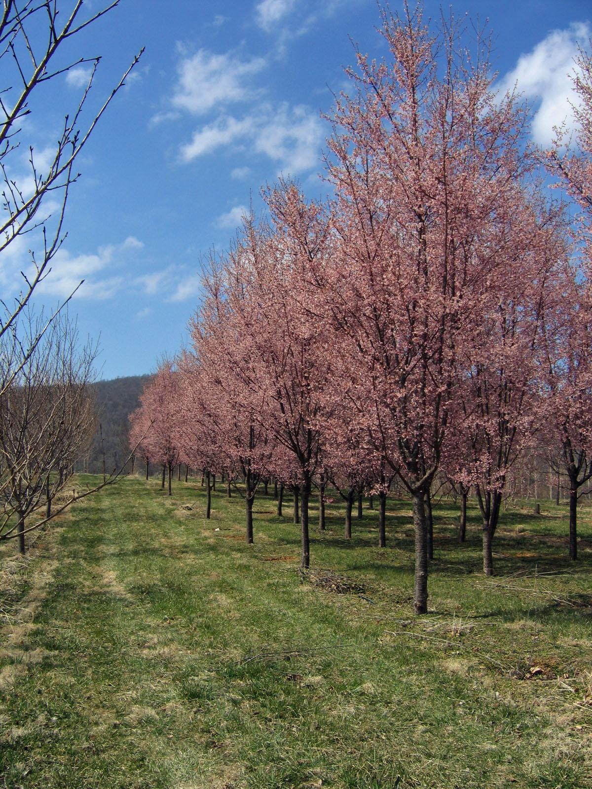 Prunus Campanulata Okame - View 16 from www redcrocus com