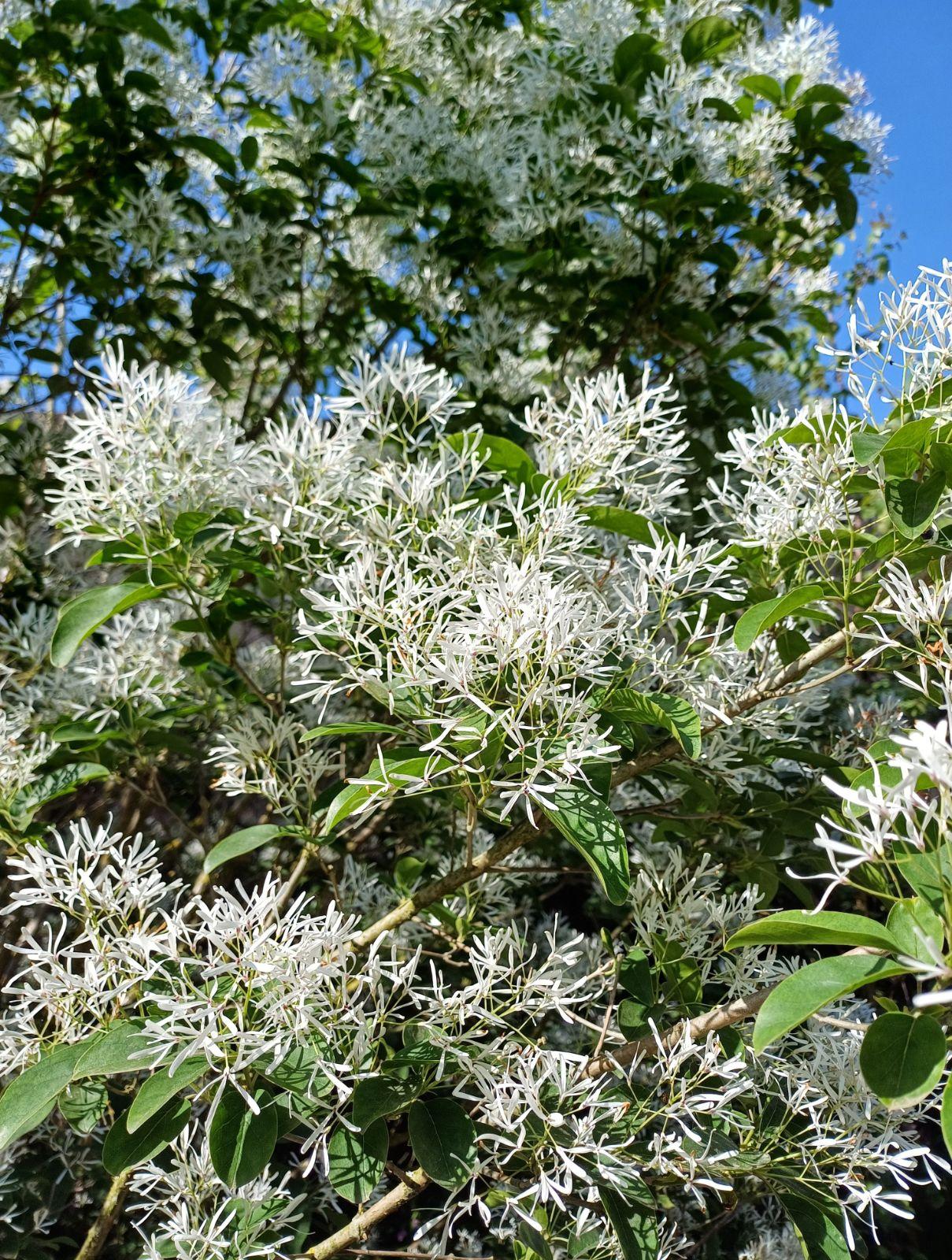 Chionanthus Retusus Single Stem - View 13 from www redcrocus com
