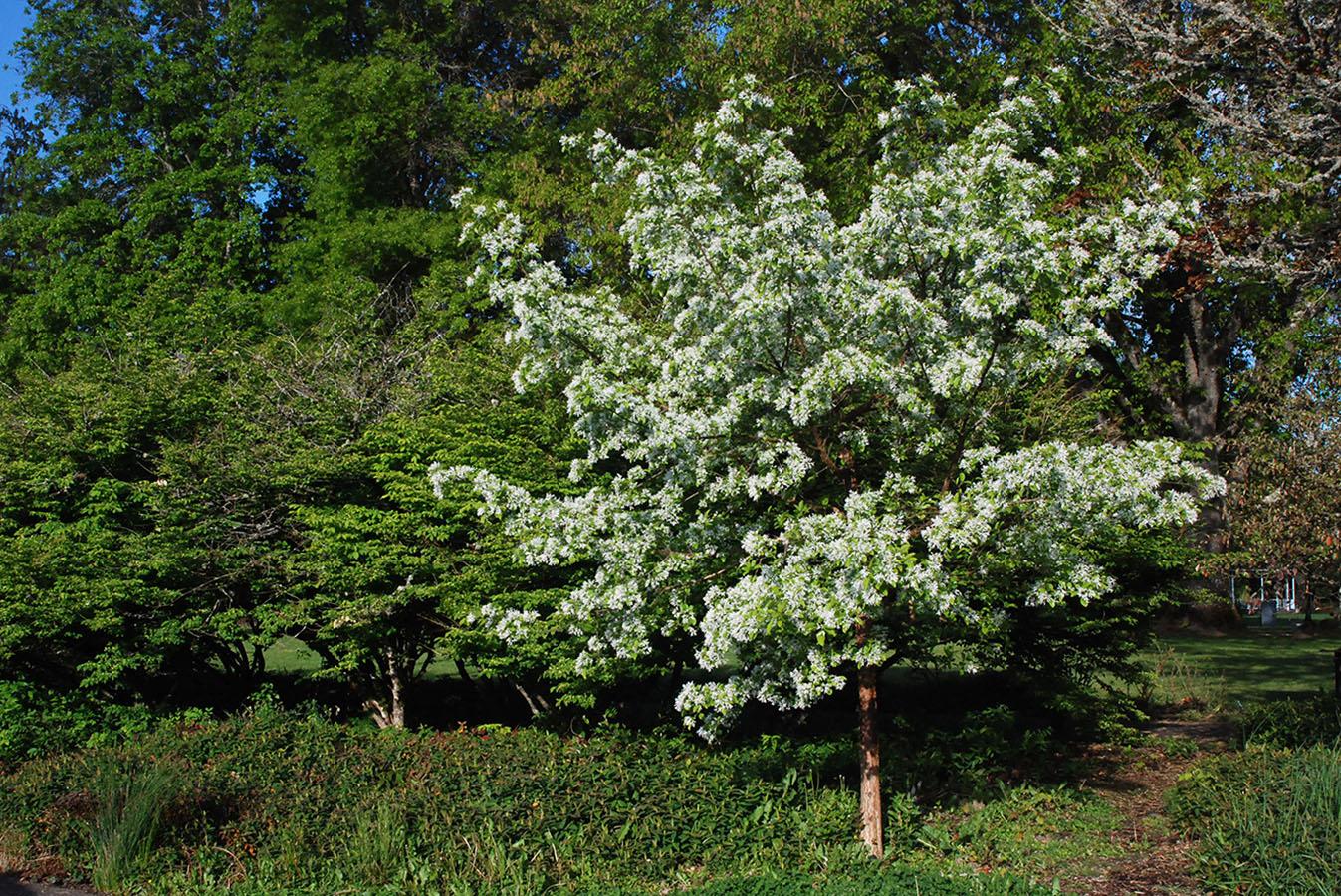 Chionanthus Retusus Single Stem - View 16 from www redcrocus com