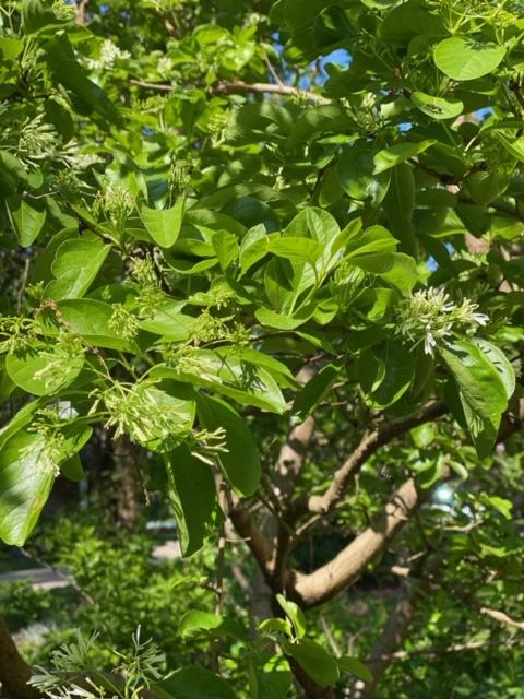 Chionanthus Retusus Single Stem - View 17 from www redcrocus com