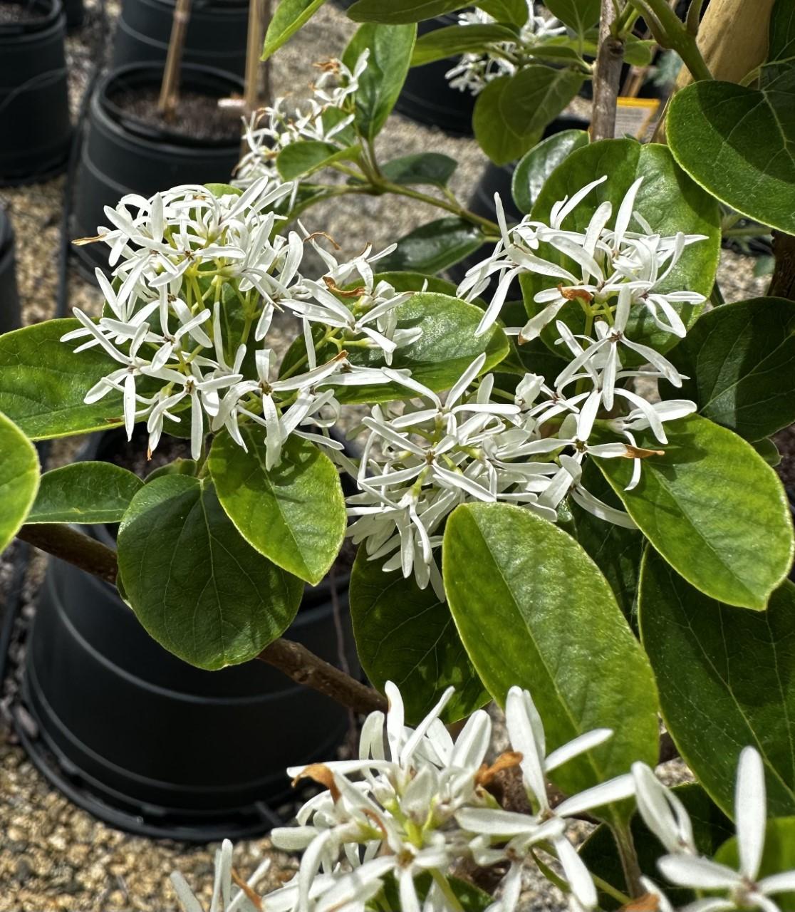 Chionanthus Retusus Single Stem - View 18 from www redcrocus com
