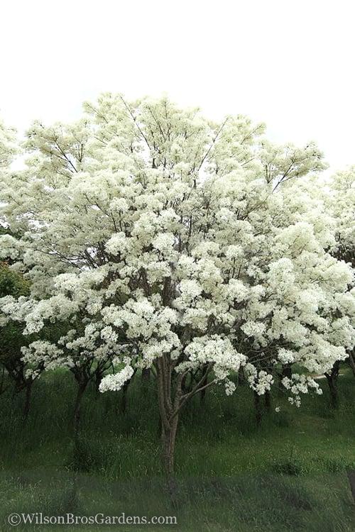 Chionanthus Retusus Single Stem - View 1 from www redcrocus com