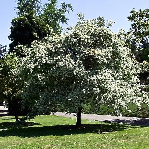 Chionanthus Retusus Single Stem - View 2 from www redcrocus com