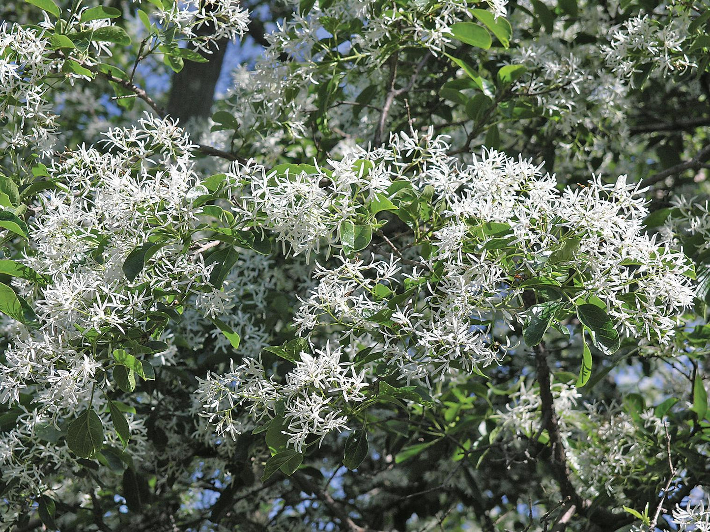Chionanthus Retusus Single Stem - View 3 from www redcrocus com
