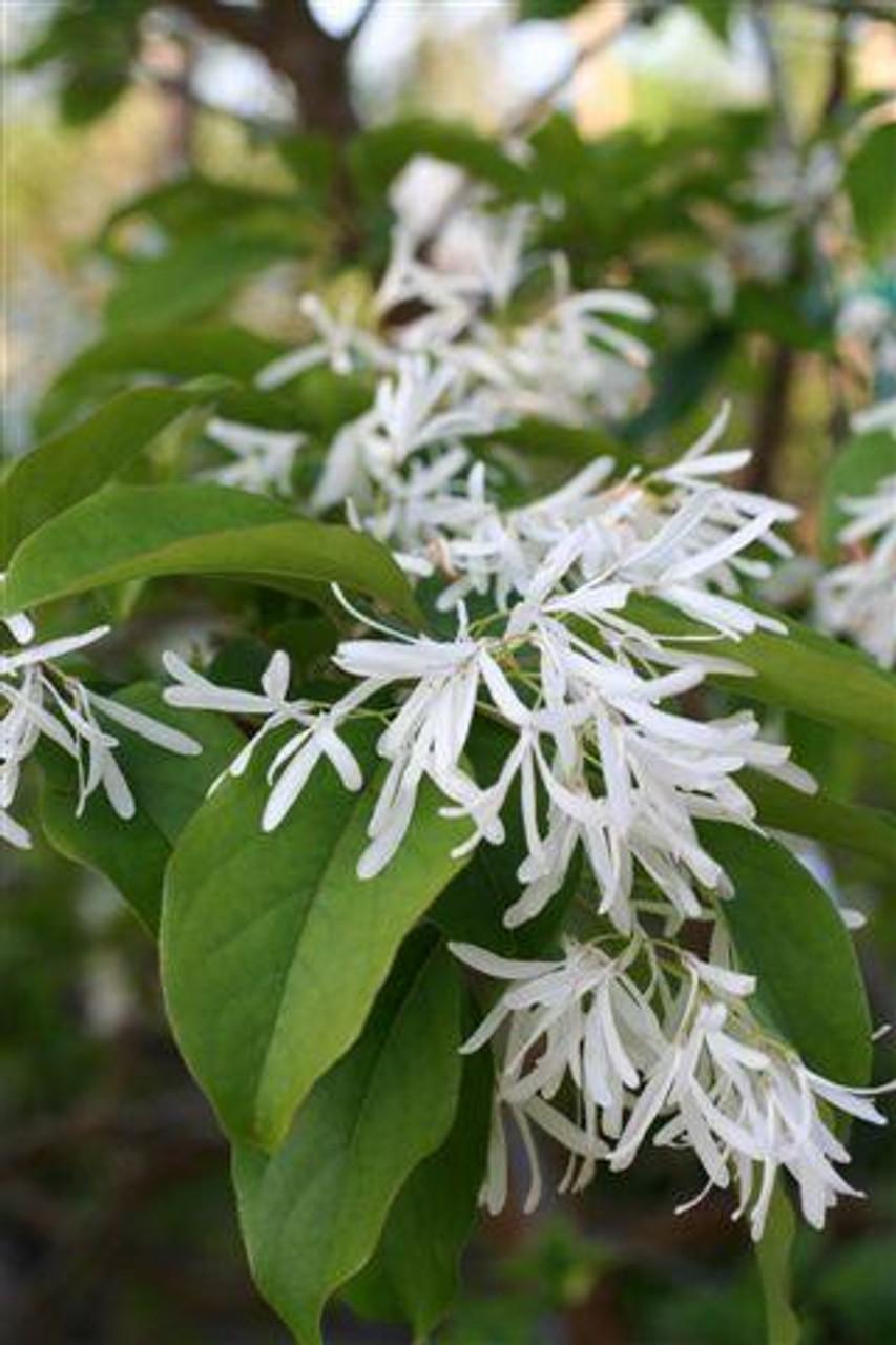 Chionanthus Retusus Single Stem - View 4 from www redcrocus com
