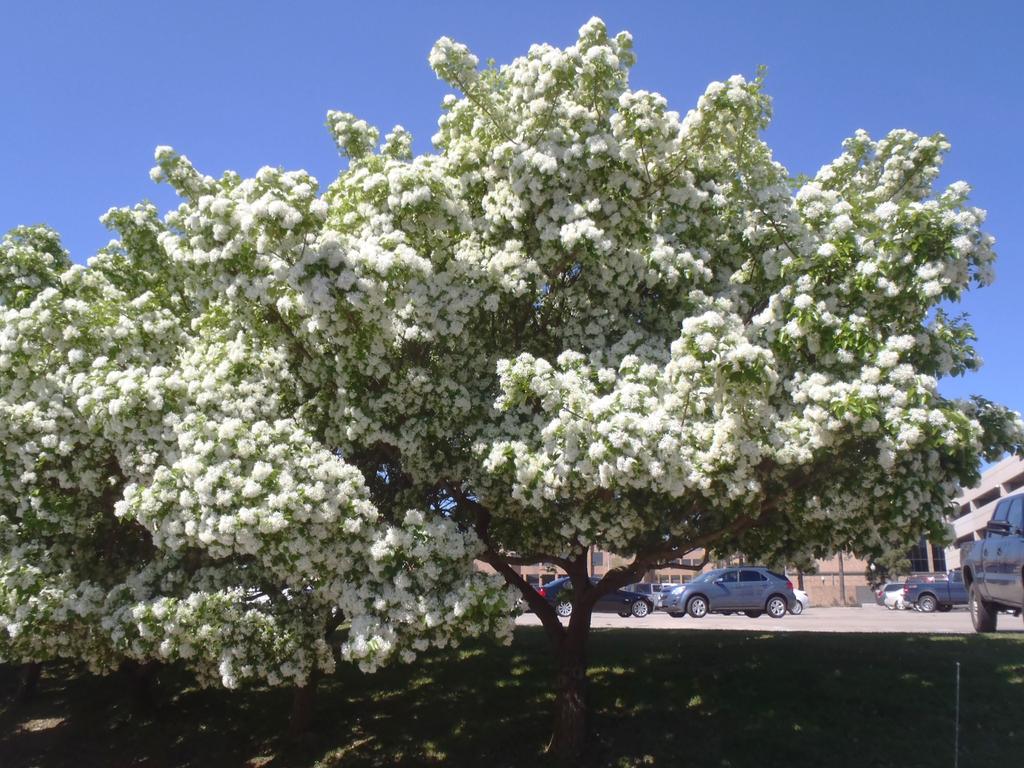 Chionanthus Retusus Single Stem - View 5 from www redcrocus com