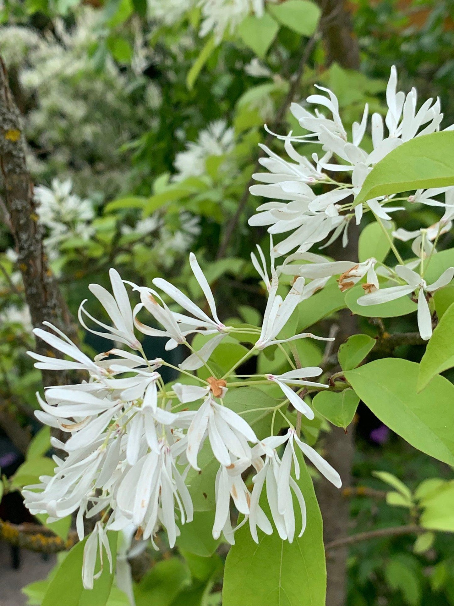 Chionanthus Retusus Single Stem - View 7 from www redcrocus com