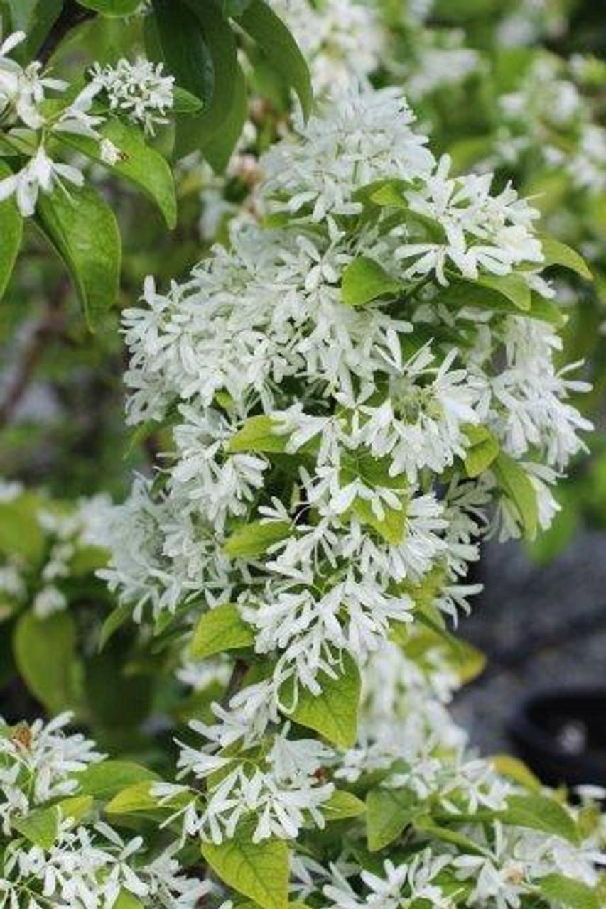 Chionanthus Retusus Single Stem - View 8 from www redcrocus com