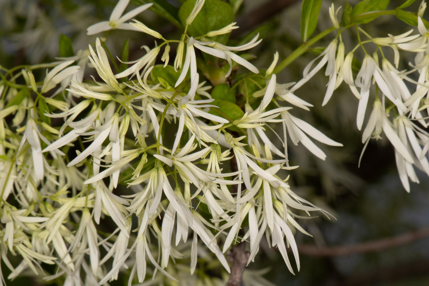 Chionanthus Retusus Single Stem - View 9 from www redcrocus com
