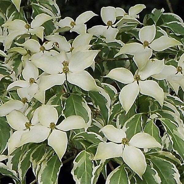 Cornus Kousa Wolf Eyes Single Stem - View 11 from www redcrocus com