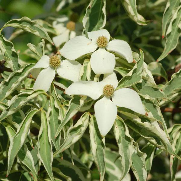 Cornus Kousa Wolf Eyes Single Stem - View 12 from www redcrocus com
