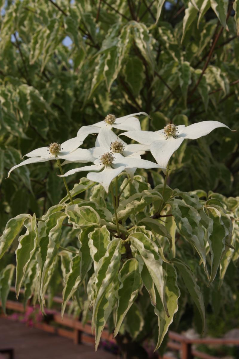 Cornus Kousa Wolf Eyes Single Stem - View 13 from www redcrocus com