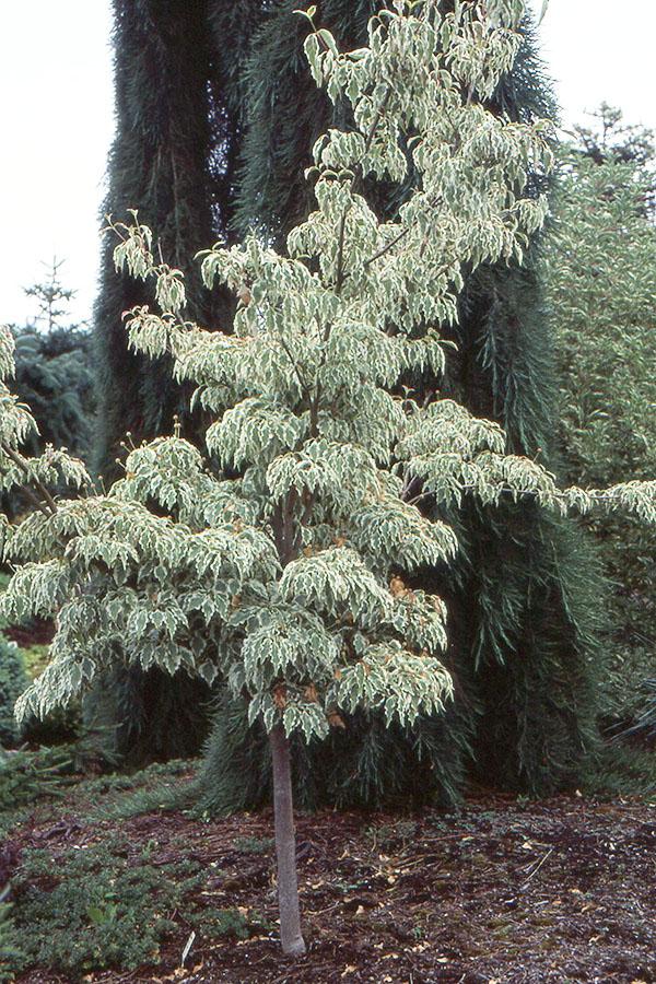 Cornus Kousa Wolf Eyes Single Stem - View 14 from www redcrocus com