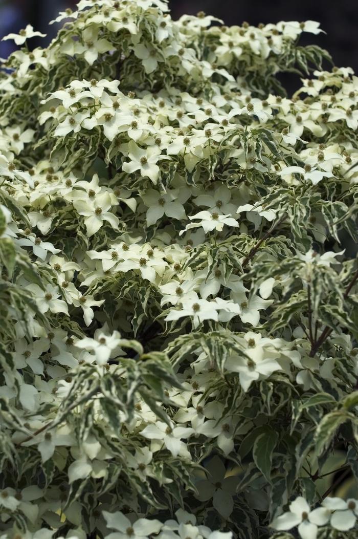 Cornus Kousa Wolf Eyes Single Stem - View 15 from www redcrocus com
