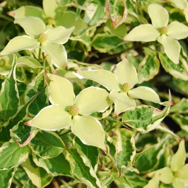 Cornus Kousa Wolf Eyes Single Stem - View 17 from www redcrocus com