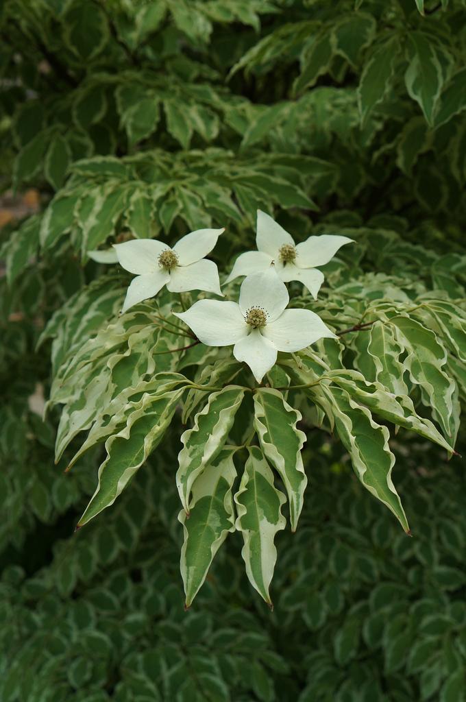 Cornus Kousa Wolf Eyes Single Stem - View 18 from www redcrocus com
