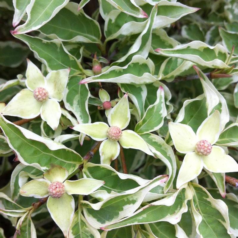 Cornus Kousa Wolf Eyes Single Stem - View 2 from www redcrocus com