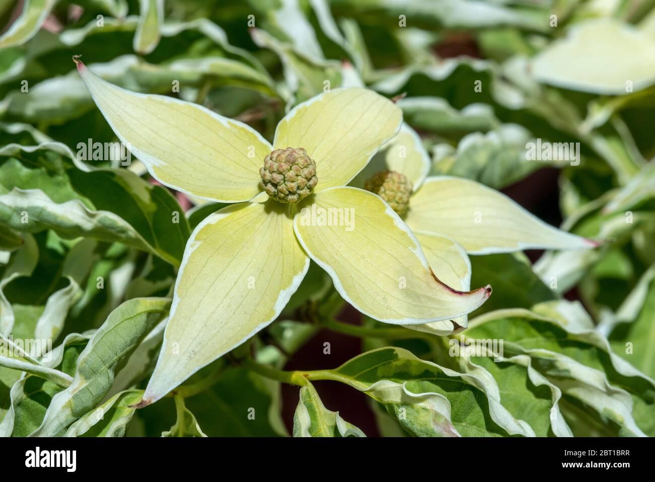 Cornus Kousa Wolf Eyes Single Stem - View 4 from www redcrocus com