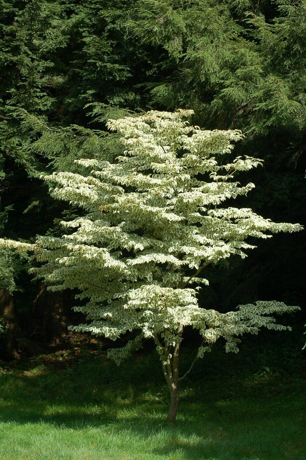 Cornus Kousa Wolf Eyes Single Stem - View 5 from www redcrocus com