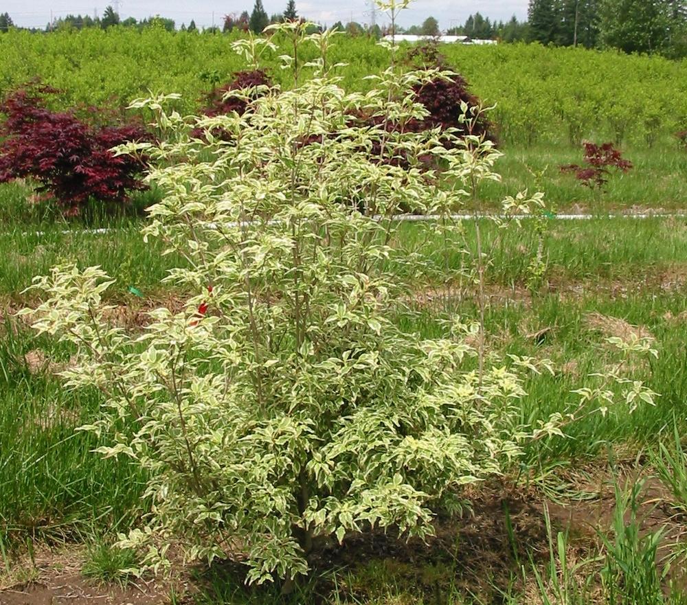 Cornus Kousa Wolf Eyes Single Stem - View 8 from www redcrocus com