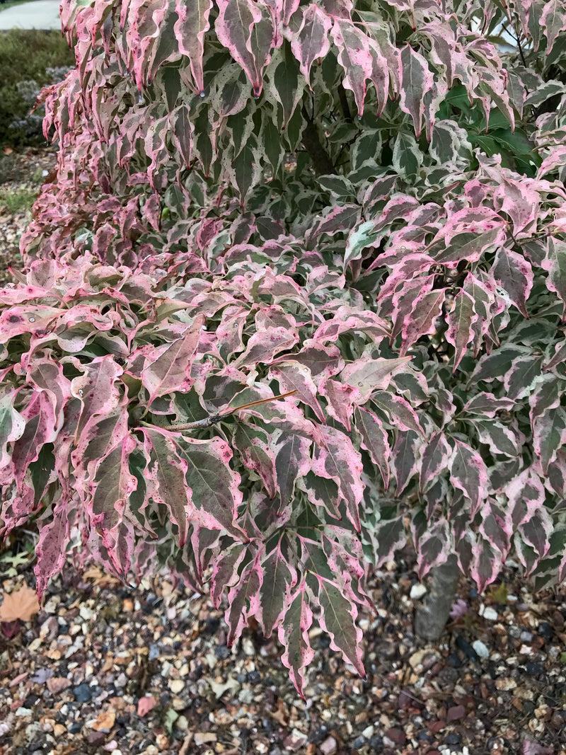 Cornus Kousa Wolf Eyes Single Stem - View 9 from www redcrocus com