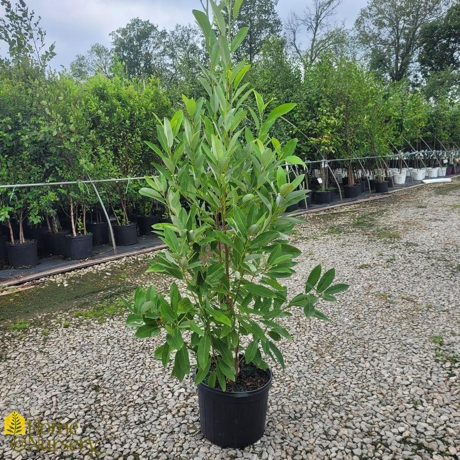 Magnolia Virginiana Moonglow Multi Stem - View 12 from www redcrocus com