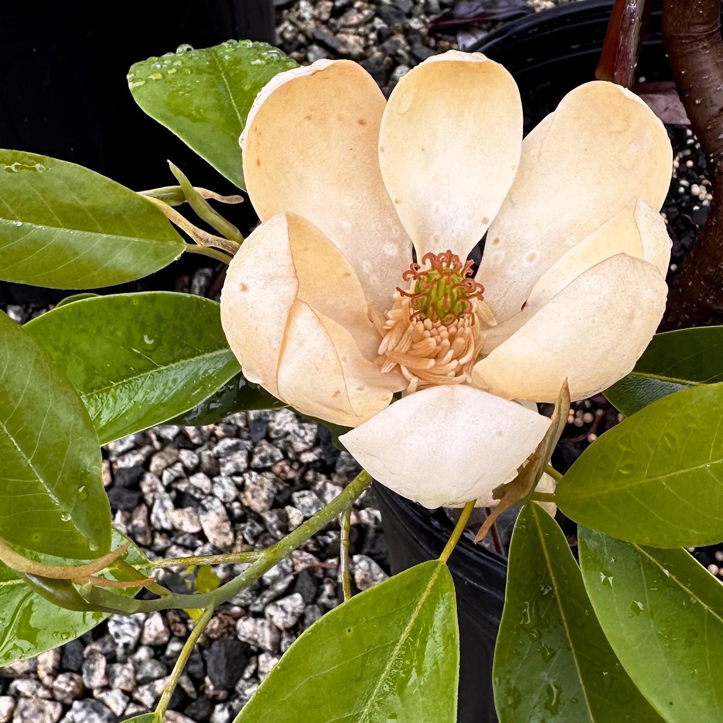 Magnolia Virginiana Moonglow Multi Stem - View 13 from www redcrocus com