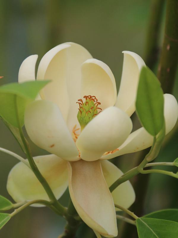 Magnolia Virginiana Moonglow Multi Stem - View 15 from www redcrocus com