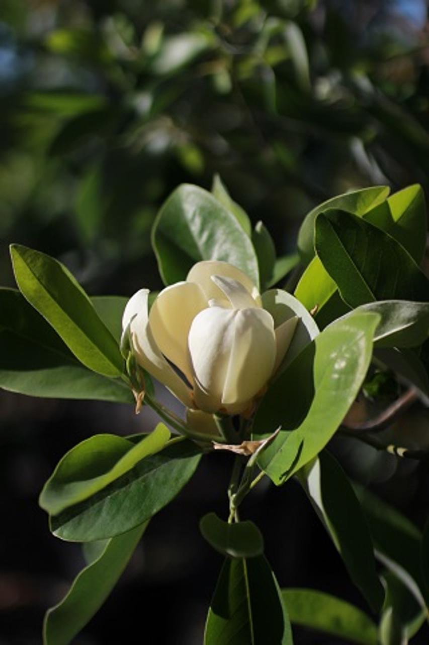 Magnolia Virginiana Moonglow Multi Stem - View 17 from www redcrocus com