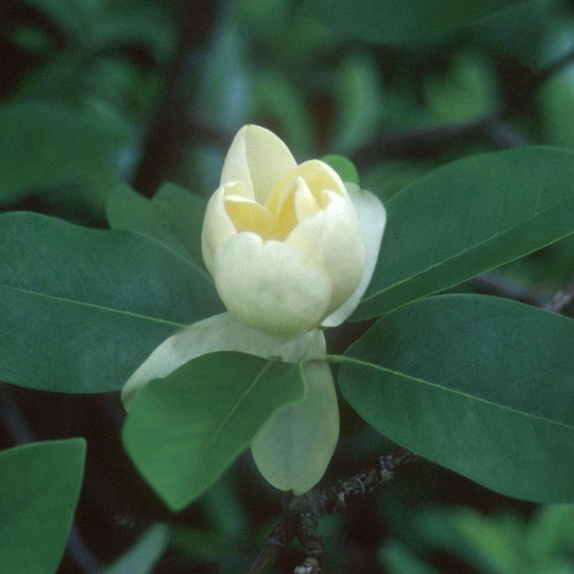 Magnolia Virginiana Moonglow Multi Stem - View 19 from www redcrocus com