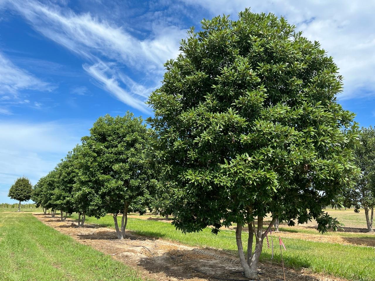 Magnolia Virginiana Moonglow Multi Stem - View 4 from www redcrocus com