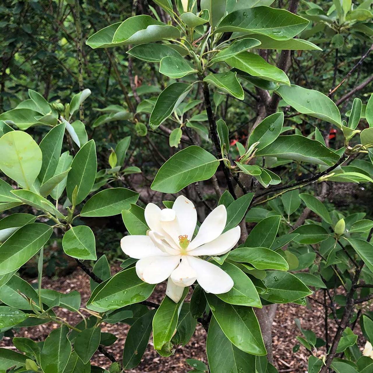 Magnolia Virginiana Moonglow Multi Stem - View 5 from www redcrocus com