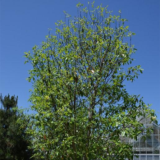Magnolia Virginiana Moonglow Multi Stem - View 6 from www redcrocus com
