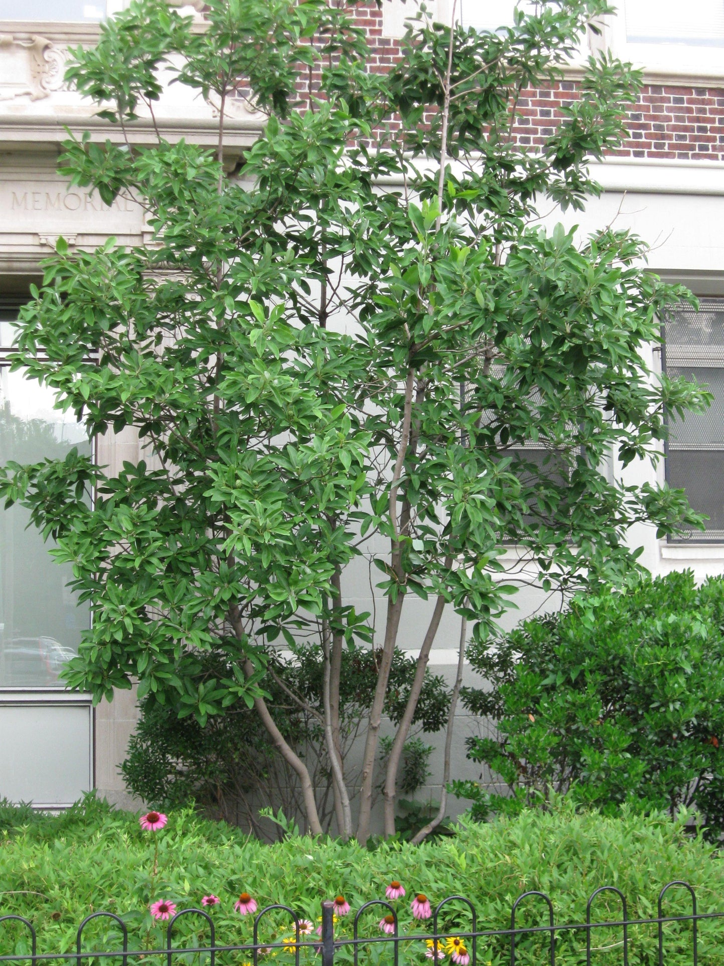 Magnolia Virginiana Moonglow Multi Stem - View 7 from www redcrocus com