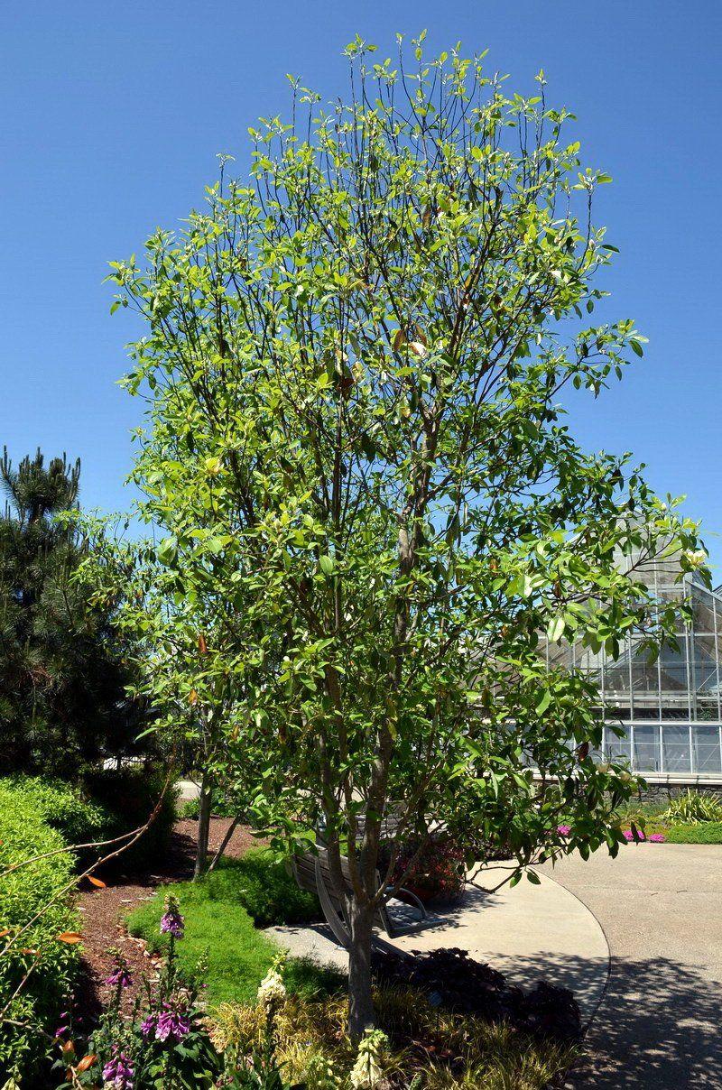 Magnolia Virginiana Moonglow Multi Stem - View 8 from www redcrocus com