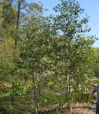 Magnolia Virginiana Moonglow Multi Stem - View 17 from www redcrocus com