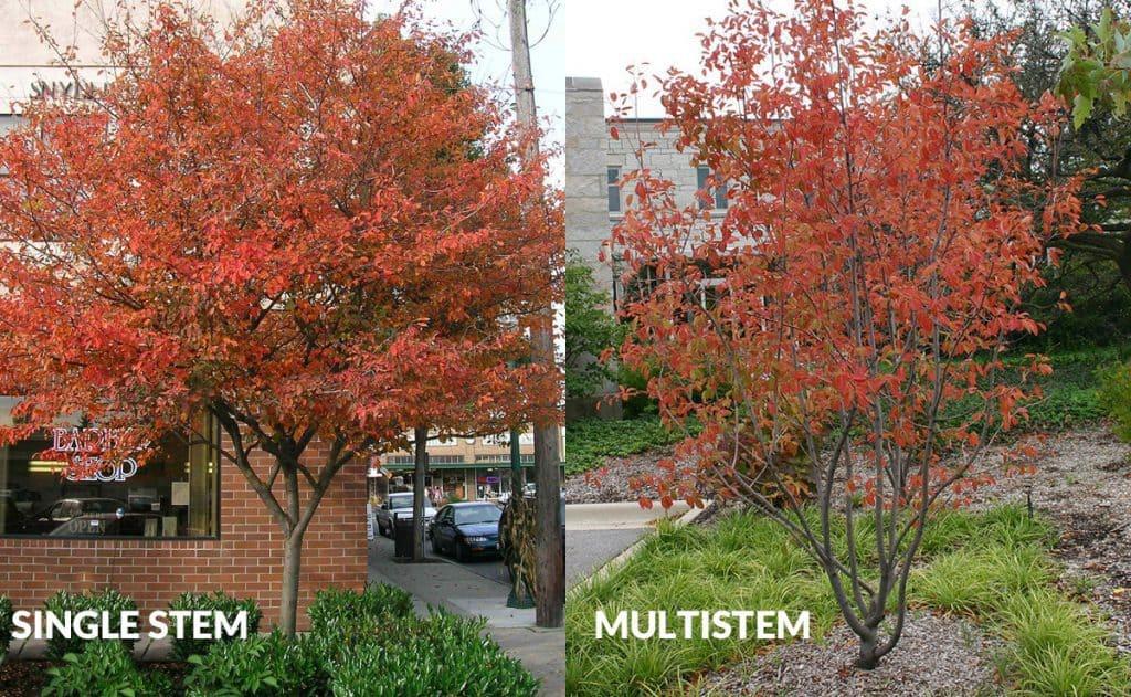 Amelanchier Grandiflora Autumn Brilliance Multi Stem - View 17 from www redcrocus com