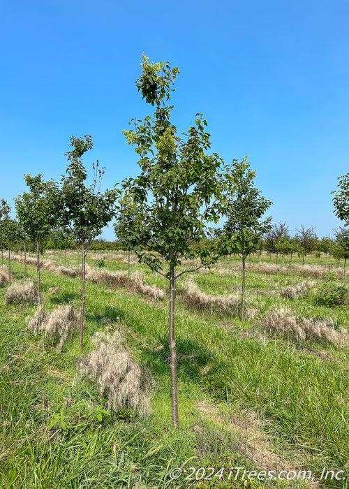 Syringa Reticulata 'ivory Silk' Single Stem - View 9 from www redcrocus com
