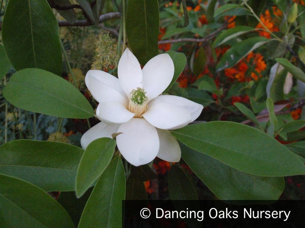 Magnolia Virginiana Moonglow Multi Stem - View 16 from www redcrocus com