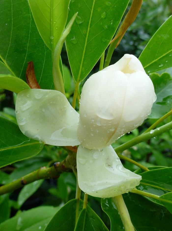 Magnolia Virginiana Moonglow Multi Stem - View 19 from www redcrocus com