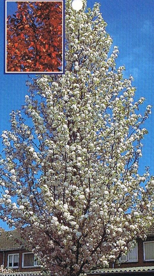 Pyrus Calleryana Cleveland Single Stem - View 10 from www redcrocus com