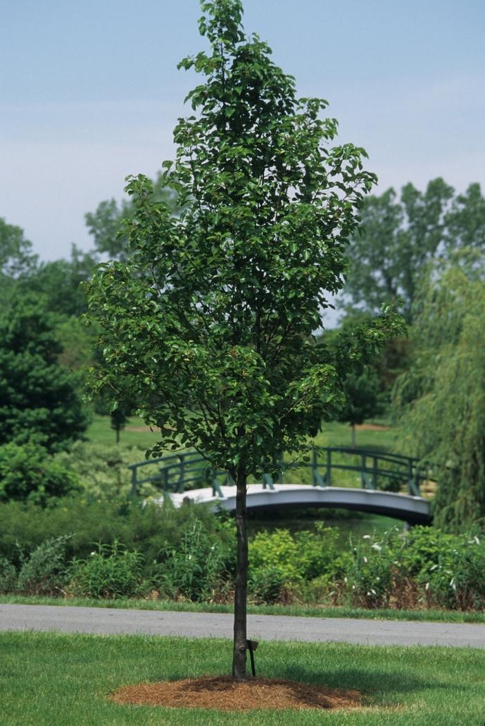 Pyrus Calleryana Cleveland Single Stem - View 11 from www redcrocus com