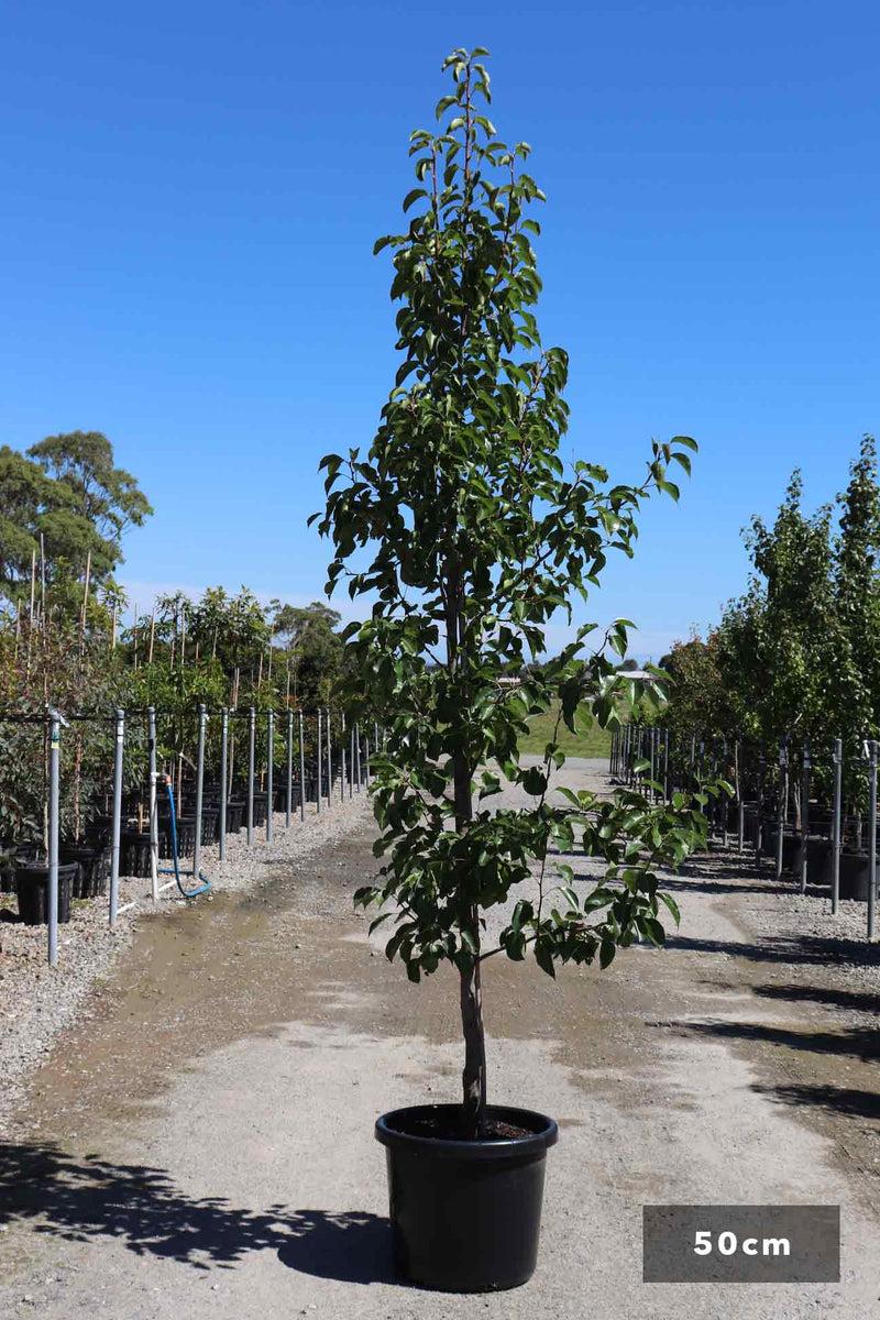 Pyrus Calleryana Cleveland Single Stem - View 12 from www redcrocus com