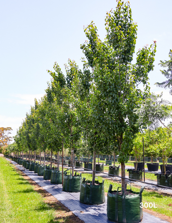 Pyrus Calleryana Cleveland Single Stem - View 13 from www redcrocus com
