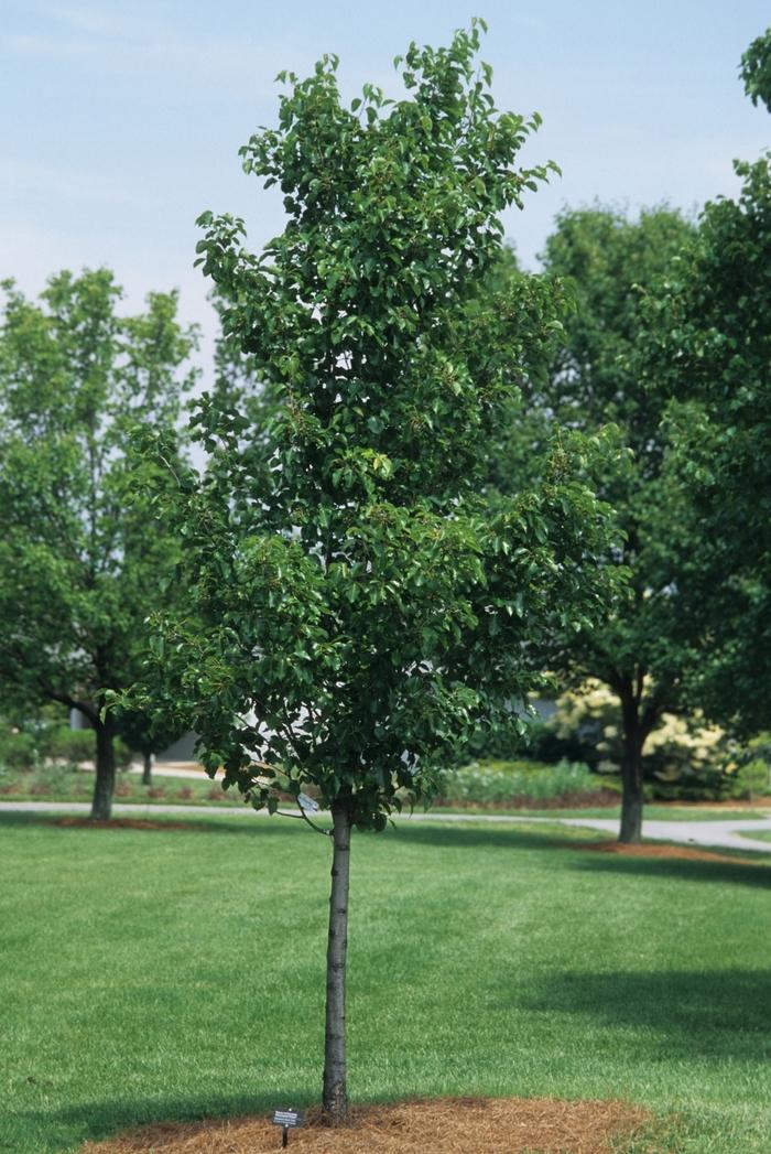 Pyrus Calleryana Cleveland Single Stem - View 14 from www redcrocus com